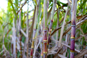 Obraz premium Sugarcane stalks growing in a plantation field.