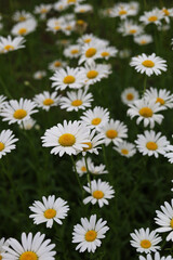 Fototapeta premium Oxeye daisies with white petals and yellow centers.
