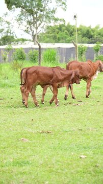 group of small red Brahman calves guided by a Colombian cowboy