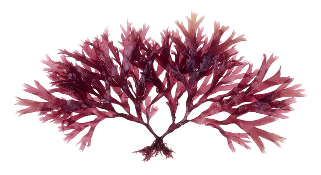 Red seaweed isolated on transparent background