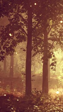 Sunlight shines through the leaves of tall trees in a forest. The scene shows a natural setting where light creates a warm atmosphere. The moment captures early morning stillness.