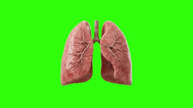 A realistic 3D render of human lungs showing natural tissue texture and bronchial structure, isolated on a bright green chroma key background. Designed for medical animations, pulmonary healthcare, re