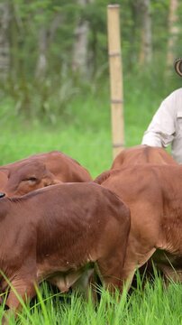group of red Brahman cattle guided by Colombian farmers and ranchers