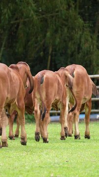 group of red brahmin walking to a corral