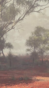 A misty morning in the Australian outback shows red soil and trees surrounded by fog. The scene is quiet and the air is fresh as the day begins in this natural environment.