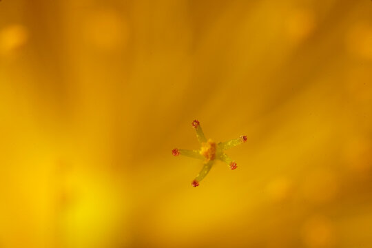 The miniature world : The flower pistil