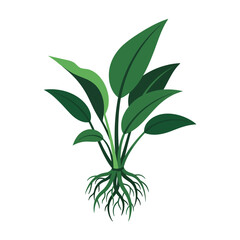 Fototapeta premium Anubias Barteri Freshwater Aquarium Plant Vector