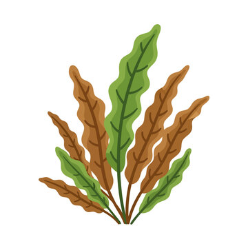 Cryptocoryne Wendtii Aquarium Plant Vector