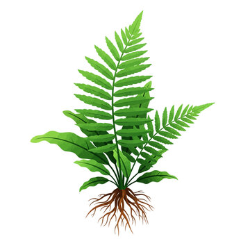 Java Fern Microsorum Aquarium Plant Vector