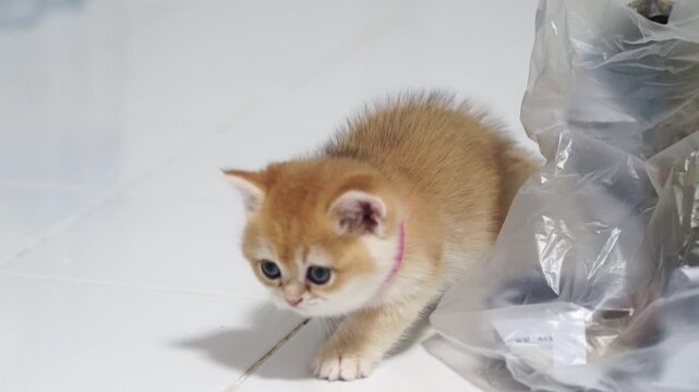 Adorable ginger kitten with blue eyes and orange fur, playful and curious, exploring white tile floor near plastic bag, fluffy young cat with pink collar, cute domestic animal, soft fur