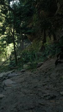 People walk along a small dirt path surrounded by tall trees and bushes in a green forest. Sunlight filters through the leaves, creating shadows on the ground.
