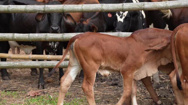 group of red Brahman in a Colombian corral