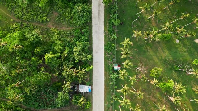 Aerial top-down flyover of a lone road cutting through lush tropical greenery and coconut trees in Catanduanes, Bicol, Philippines