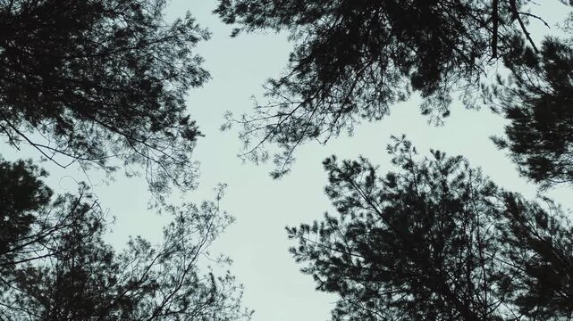the beautiful silhouette of the tops of lush pine trees. In contrast to a bright, sunlit setting, this video features a dimmer, more atmospheric backdrop of grayish-white clouds, evoking the calm,