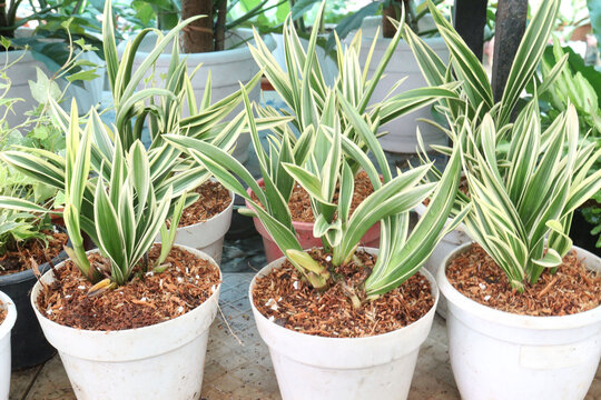 carex siderosticta variegata, Broad leaved Sedge leaf plant