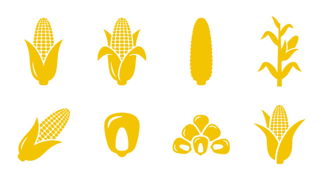 Yellow corn and maize icon collection.