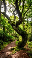 Fototapeta premium A winding tree trunk, covered in moss, dominates a forest path leading into the bright sunlight. Lush green foliage surrounds