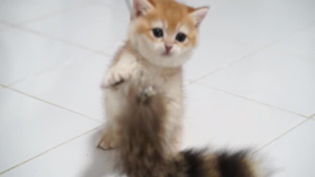 Playful orange kitten with fluffy fur and tail, curious domestic cat white tiled floor, adorable young pet animal indoor scene, showing energy and cute interaction, soft fur, small size, playful mood