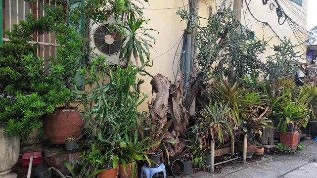 Outdoor Garden Display with Potted Bromeliads and Tropical Plants