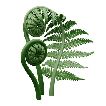 Green fern fronds and unfurling fiddleheads