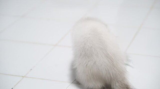 White kitten with fluffy fur and playful mood on indoor tile floor, young cat sitting and playing with toy, curious and energetic pet in bright clean environment, soft texture adorable domestic animal