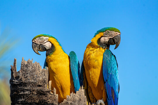 Pair of blue-and-yellow macaws perched on a tree trunk against blue sky.