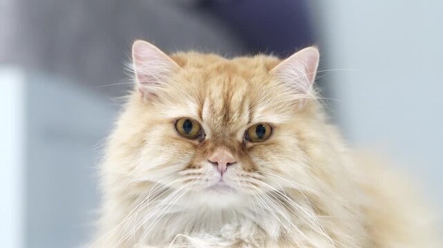 Fluffy cat long hair orange fur yellow eyes domestic pet relaxed indoor closeup whiskers soft texture calm expression cute animal portrait gentle adorable sitting home friendly feline mammal