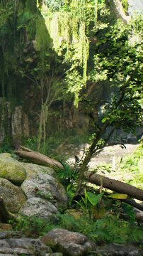 A group of green plants is present in a forest setting. Rocks are scattered around, and a water source can be seen in the background. Sunlight filters through the trees above.