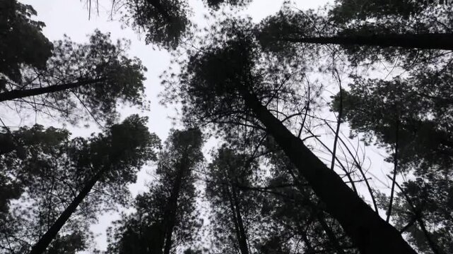 Set against a backdrop of overcast gray skies, a gentle breeze sways the branches and foliage, creating a forest atmosphere that is calm, peaceful, and serene.
