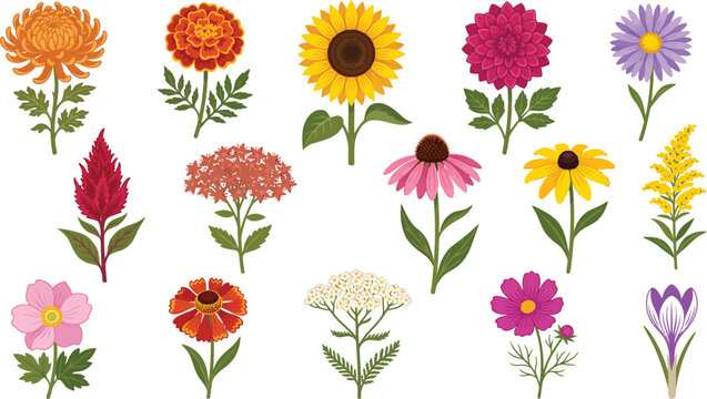 Bright colorful collection of botanical vector flower illustrations featuring diverse garden species isolated on a clean simple white background design