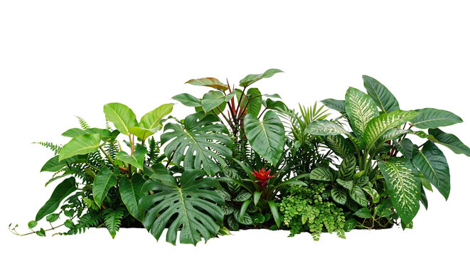 tropical plants on a transparent background