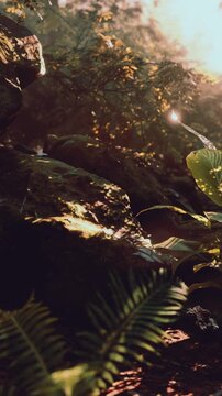 Sunlight shines through trees in a forest. Green plants and rocks are visible. The scene shows a natural area filled with leaves and stones. Light creates beautiful reflections.