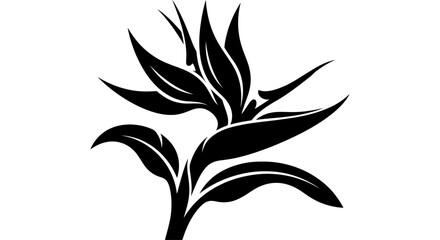 Black Silhouette of a Bird of Paradise Flower on White Background © nadiyamilana