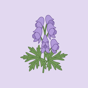 A simple illustration of purple aconite flowers with green leaves on a lilac background