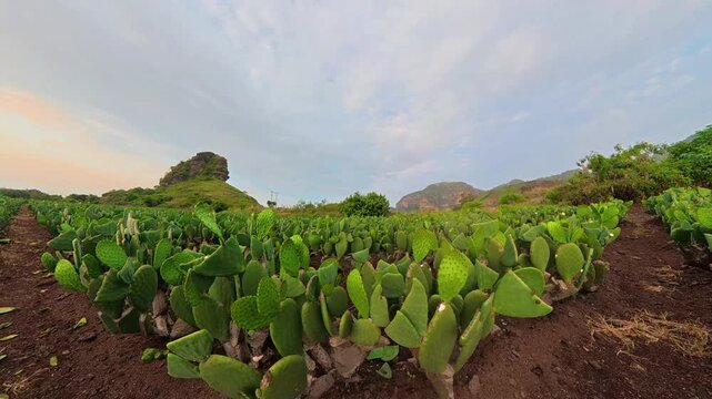 Prickly pear cactus plantation timelapse in mexico
