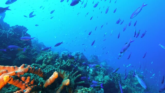 School of tropical fish swimming above a colorful coral reef