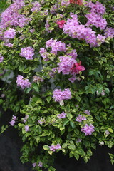 Obraz premium beautiful bouganvillea bouganville flower bush at the park