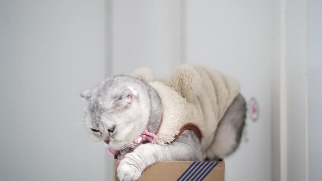 Gray cat with fluffy fur and pink collar in angel costume licking paw, sitting in cardboard box indoor, cute playful relaxed feline pet, soft fur animal, adorable fluffy feline