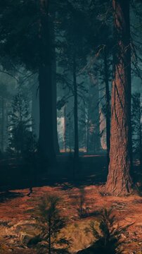 Tall trees stand in a dense forest with sunlight filtering through the leaves. The ground is covered with reddish soil and small plants. Shadows create a mysterious atmosphere.