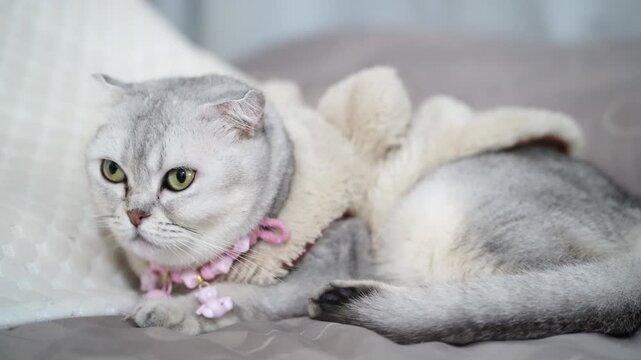 Silver cat with green eye and fluffy fur wearing pink necklace, cute indoor relaxed pet animal domestic feline, playful cozy adorable soft texture, grumpy gray cat short hair lying bed, plush costume