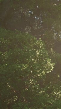 Light shines through the leaves of trees in a forest. The branches are dense and green, creating a natural canopy. Small details of sunlight are visible on the foliage.