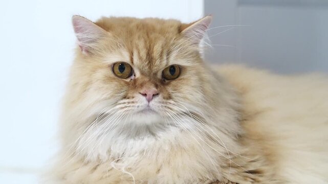 Fluffy cat long hair golden fur yellow eyes domestic pet relaxed indoor closeup mammal whiskers calm expression soft texture feline cute animal sitting gentle purebred affectionate alert white orange