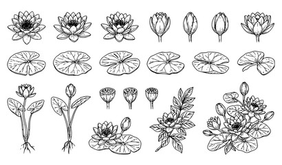 Water Lily Illustrations Vector Set with Blooming Flower Bud Leaf Pad and Seed Pod Botanical Line Art © Abddulah