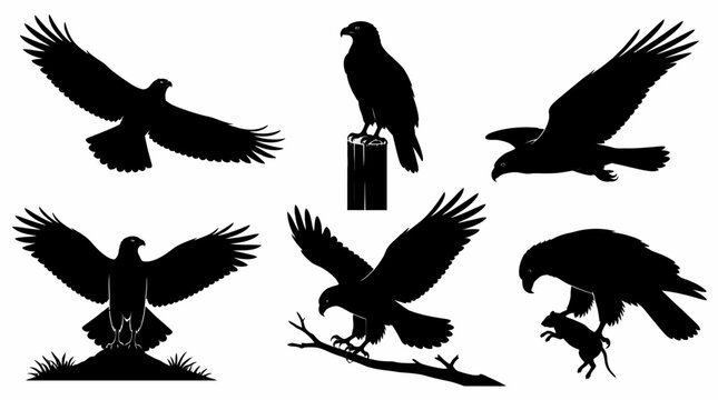Eagle silhouette set, various predatory poses, majestic wildlife icons