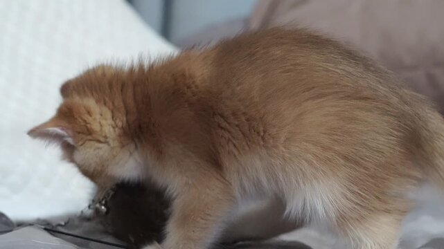 Orange kitten with fluffy fur and white paws, playful and biting toy on bed in soft lighting, indoor cute young feline with curious expression, relaxed cozy mood, adorable domestic pet animal