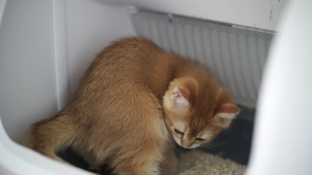 Ginger kitten and cat digging in litter box, curious playful indoor pet animal, fluffy fur domestic feline behavior, clean environment, healthy coat, home care, whiskers visible