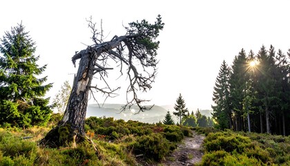 Fototapeta premium A winding dirt path leads through green shrubs and towards a leaning dead tree. Sunlight peeks through the dark evergreen forest
