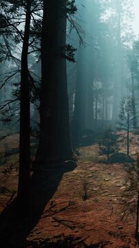 Tall trees stand in a dense forest as fog flows between them. Sunlight breaks through, creating shadows on the ground. Small plants grow in the underbrush, adding to the scenery.