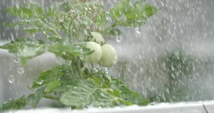 Slow motion close up of fresh green tomatoes on the vine being watered, organic homegrown agriculture and slow living concept