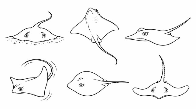 Set of stingray illustrations in different poses, black and white sketch